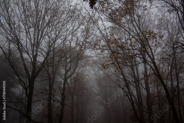 Obraz bosco con alberi spogli