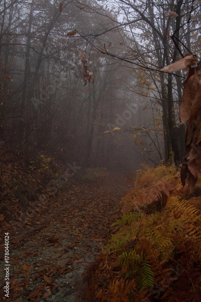Obraz Bosco in autunno