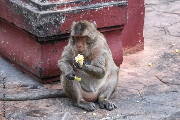 Fototapeta Powerful adult macaque (Macaca fascicularis) feasts on corn in urban setting — intense expression and natural dominance make this a compelling wildlife moment for storytelling.