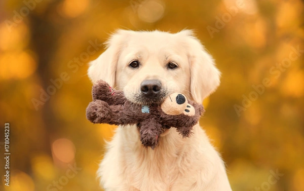 Fototapeta Golden retriever pies w naturze w jesienny dzień