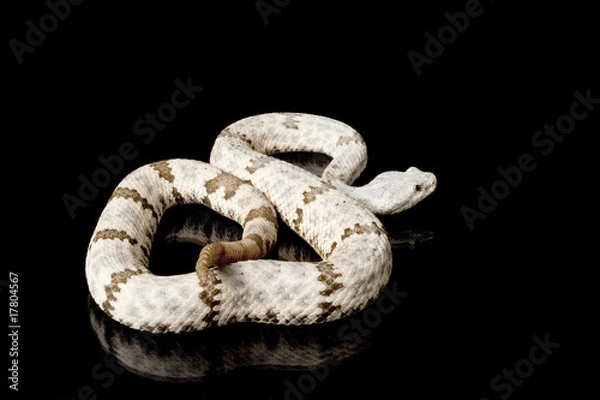 Obraz banded rock rattlesnake