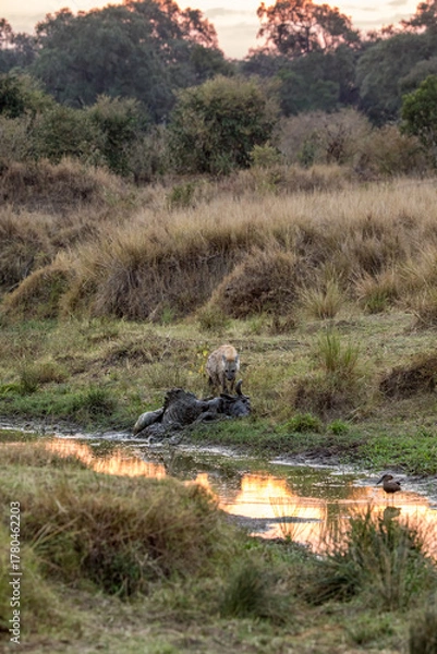 Fototapeta A spotted hyena, Crocuta crocuta, scavenges meat from a rotting wildebeest carcass on the banks of the Mara River, Kenya, at sunrise. A hamerkop bird can be seen in the foreground.
