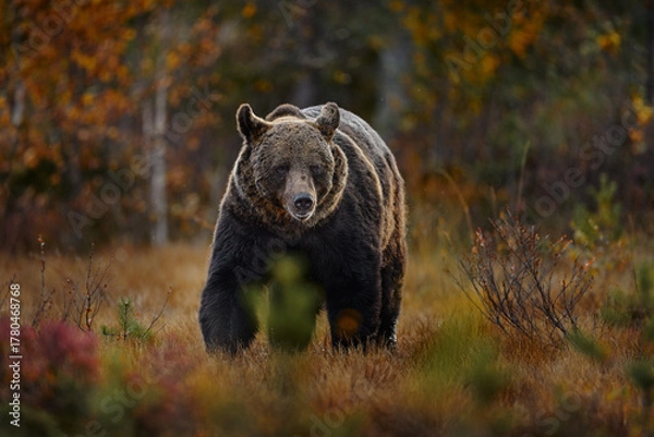 Obraz Bear hidden in orange red forest. Autumn trees with bear. Beautiful brown bear walking around lake with fall colours. Dangerous animal in the wood. Wildlife nature from Finland.