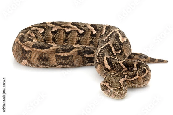 Obraz Puff adder