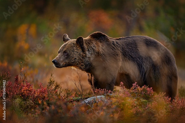 Obraz Autumn wildlife, nature in Europe. Bear walk in orange red forest. Autumn trees with bear. Beautiful brown bear walking around lake with fall colours.