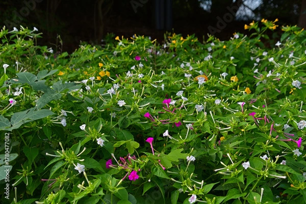 Fototapeta オシロイバナの群生