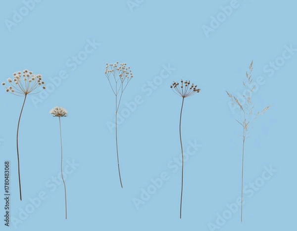 Obraz Minimalist Dried Wildflowers and Grasses on Pastel Blue Background
