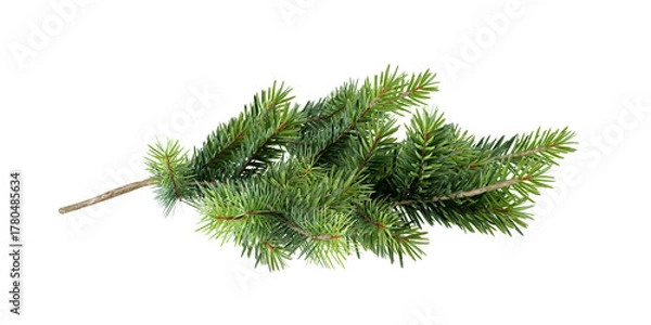 Obraz christmas tree branch isolated on white