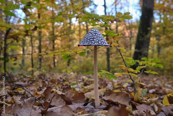 Fototapeta Close-up of the inedible mushroom Coprinus picaceus in an autumn forest