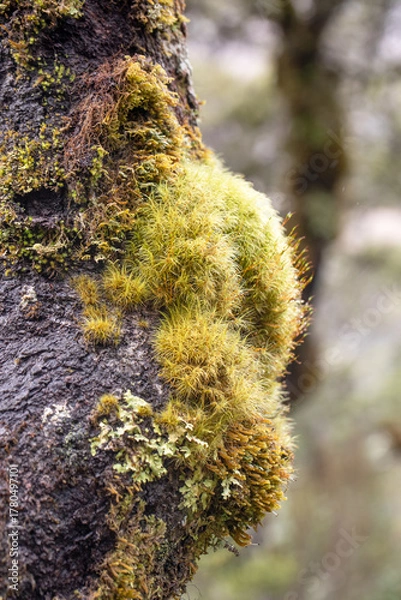 Fototapeta Close-up of moss and lichen on tree trunk in temperate forest