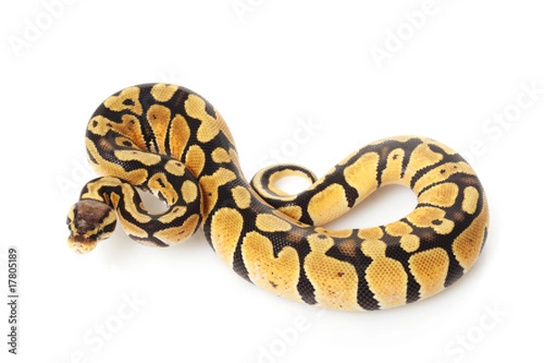 Obraz Pastel Ball Python