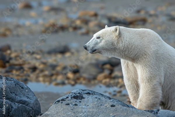 Obraz Polar bear