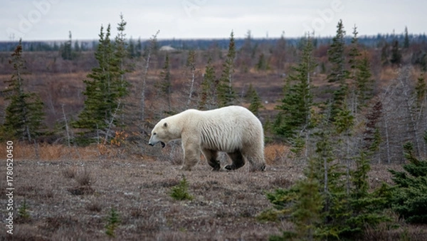 Obraz Polar bear