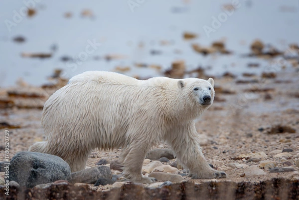Obraz Polar bear