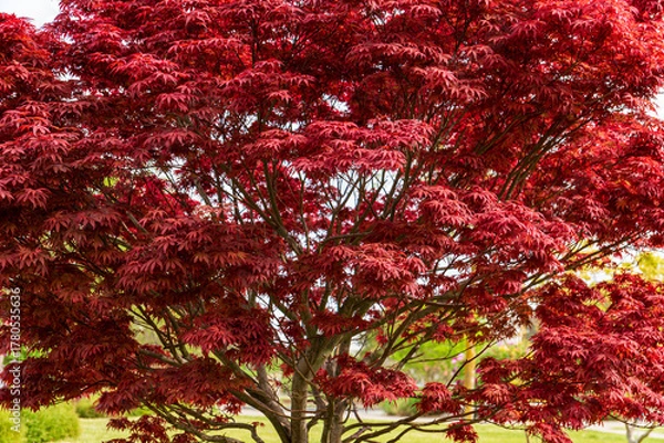 Fototapeta Red Maple Tree Foliage in Natural Daylight Garden Scene