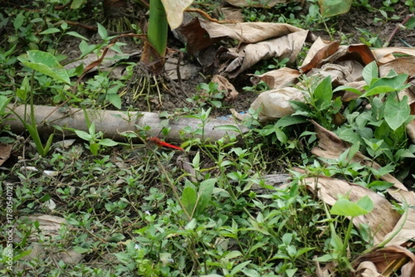 Fototapeta Rainforests provide lush greenery, rich biodiversity, vibrant wildlife, and vital ecosystems essential for Earth’s balance.