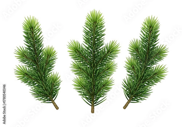 Fototapeta Three green pine tree branches isolated on transparent background