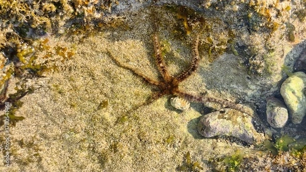 Fototapeta Brittle Star in a Shallow Tide Pool