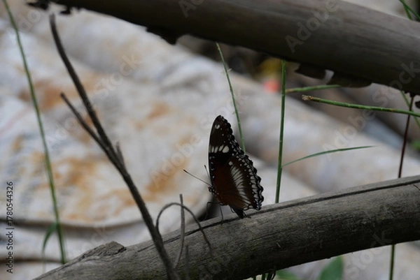 Fototapeta Butterflies display delicate wings, vibrant colors, graceful flight, and captivating beauty across natural blooming habitats.