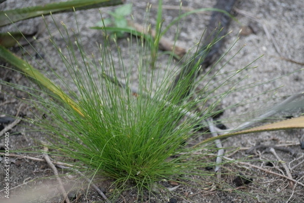 Fototapeta Rainforests provide lush greenery, rich biodiversity, vibrant wildlife, and vital ecosystems essential for Earth’s balance.