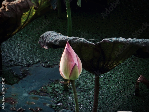 Fototapeta Single Lotus Bud on Dark Water on West Lake in Hanoi, Vietnam