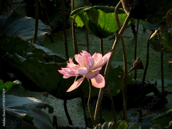 Fototapeta Side-lit lotus petals (soft, airy feel) on West Lake in Hanoi, Vietnam