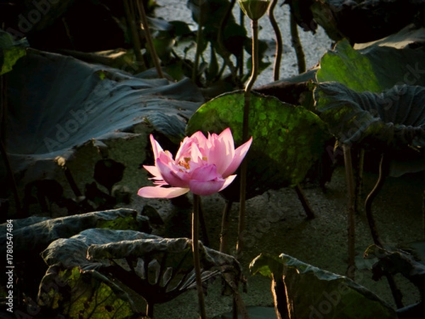 Fototapeta Lotus bloom framed by leaves (dramatic contrast) on West Lake in Hanoi, Vietnam