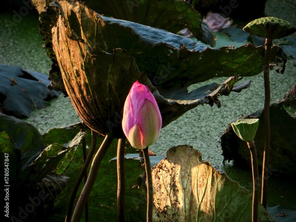 Fototapeta Lotus Bud in Dramatic Sunset Beam Over Algae Pond on West Lake in Hanoi, Vietnam