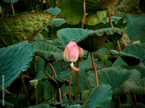 Fototapeta Pink Lotus Bud Framed by Large Green Leaves on West Lake in Hanoi, Vietnam
