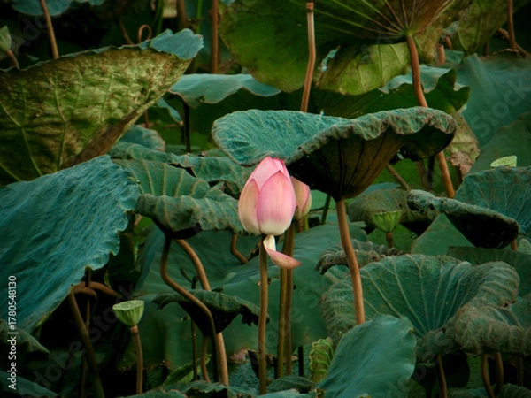 Obraz Single Pink Lotus Bud Rising From Weathered Leaves on West Lake in Hanoi, Vietnam