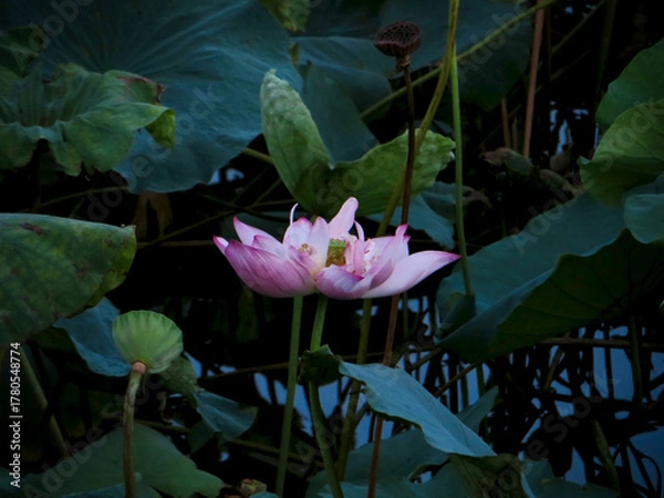 Fototapeta Pink Lotus Bloom in Moody Lotus Pond, Minimal Light in the afternoon on West Lake in Hanoi, Vietnam
