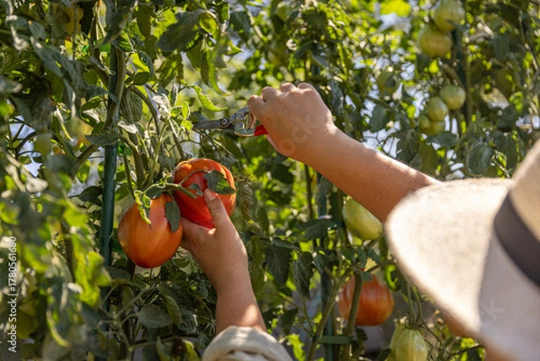 Obraz Hands harvesting red garden tomatoes