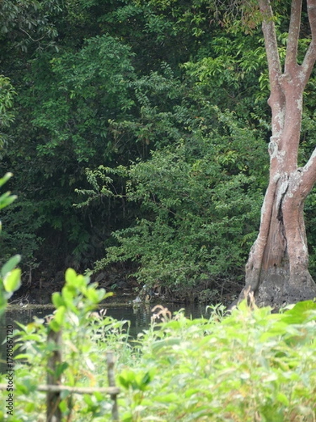 Fototapeta Rainforests provide lush greenery, rich biodiversity, vibrant wildlife, and vital ecosystems essential for Earth’s balance.