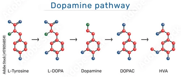 Fototapeta Dopamine pathway molecule. Structural formulas of L-Tyrosine, L-DOPA, Dopamine, DOPAC, HVA (Homovanillic acid). 3D molecular model. Vector illustration