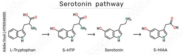 Fototapeta Serotonin pathway. L-Tryptophan, 5-Hydroxytryptophan (5-HTP), serotonin and 5-Hydroxyindoleacetic acid (5-HIAA) molecules. Biochemical synthesis and degradation of serotonin. Vector illustration