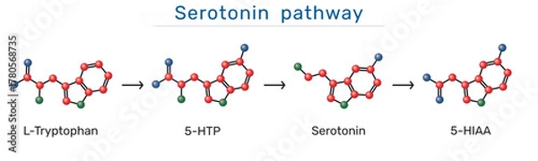 Fototapeta Serotonin pathway. L-Tryptophan, 5-Hydroxytryptophan (5-HTP), serotonin and 5-Hydroxyindoleacetic acid (5-HIAA) molecules. Biochemical synthesis and degradation of serotonin. Vector illustration