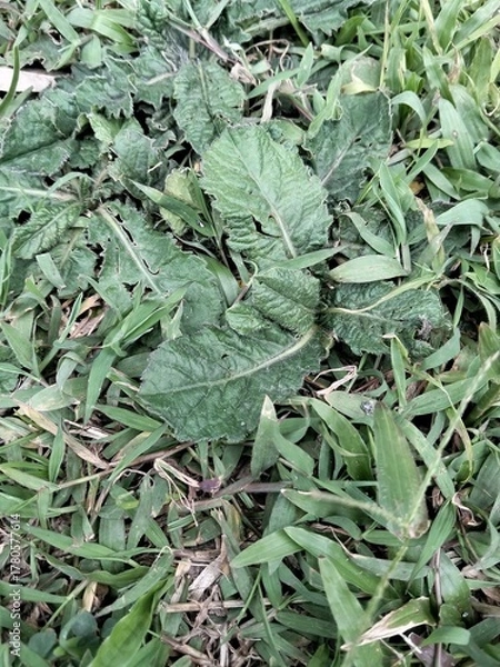 Obraz green leaves background