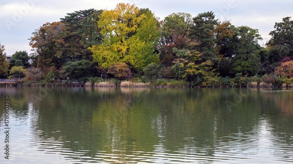 Fototapeta 湖畔の自然