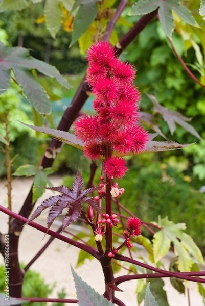 Obraz Bright red flower spikes of castor oil plant in a lush garden setting during midday sunshine