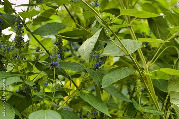 Obraz Vibrant blue flowers amidst lush green leaves in a sunny garden during late spring