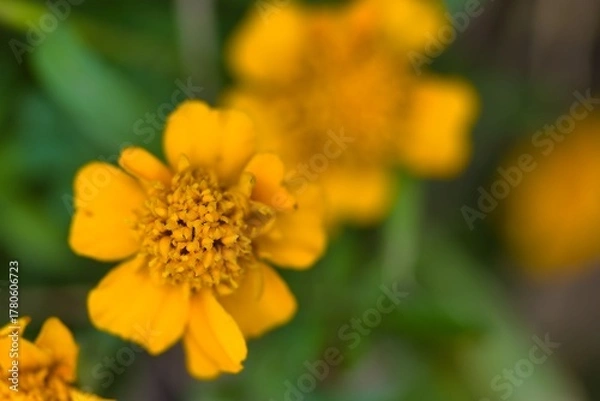 Obraz Bright yellow marigold flowers blooming in a garden during the warm summer days