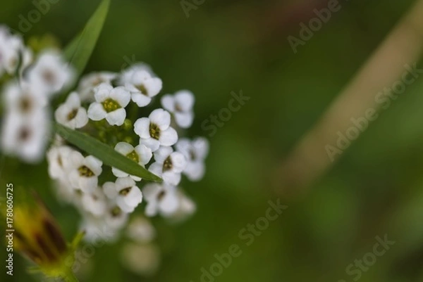 Fototapeta White flowers bloom in a natural setting showcasing delicate petals during a sunny afternoon