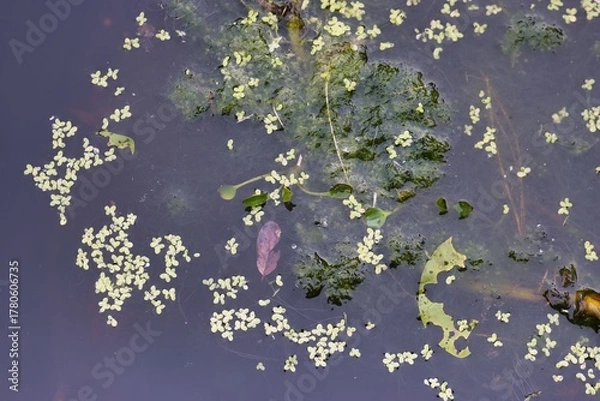 Fototapeta Lush green plants and tiny yellow flowers floating on calm water surface in a serene natural setting during bright daylight