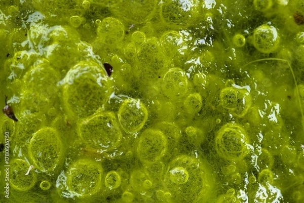 Obraz Close up view of vibrant green algae covering a wet surface in nature, showcasing bubbles and texture during a sunny day
