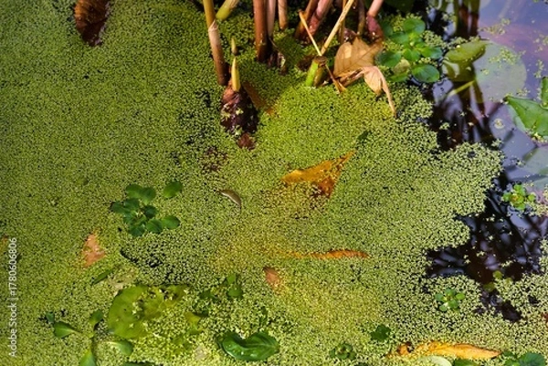 Obraz Water surface covered with green duckweed plants in a quiet pond area during midday