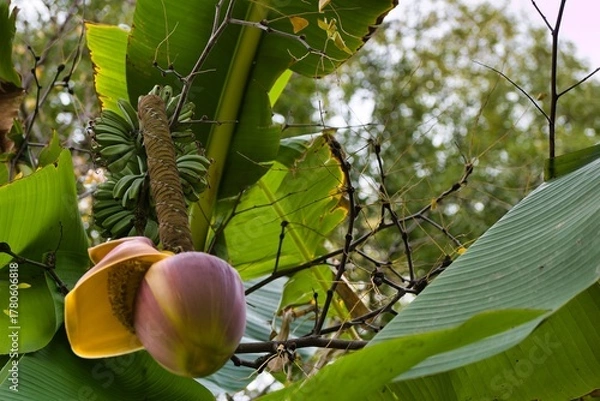 Obraz Banana plant with flowering structure and developing fruit in a tropical setting during daylight