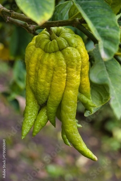 Obraz Unique green citrus fruit hanging from a tree branch in a garden setting