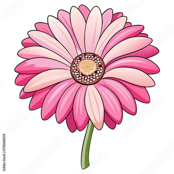Obraz gerbera daisy white and pink super on white background