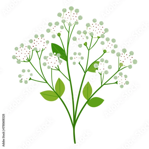 Fototapeta gypsophila paniculata overtime flower vector on white background