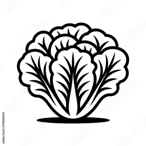 Fototapeta Lettuce head black and white line art vector icon illustration